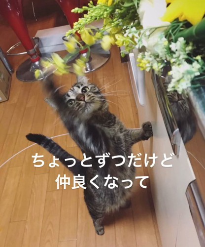 花にじゃれる猫