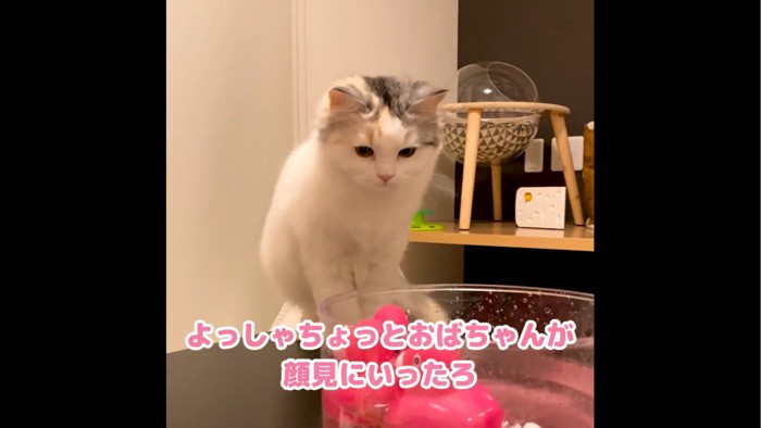 お湯の中を覗く猫