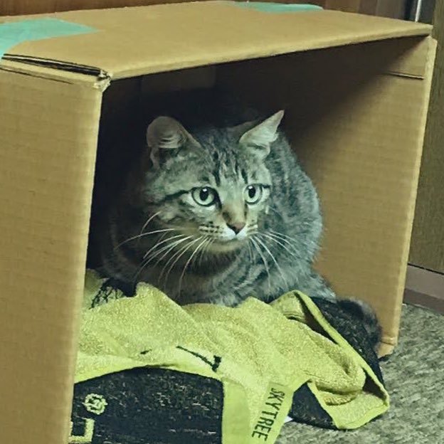 段ボールの中の猫