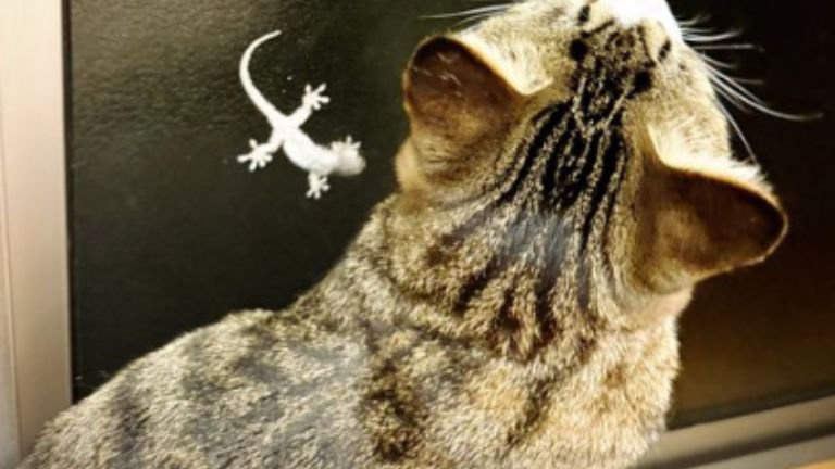 猫とヤモリ