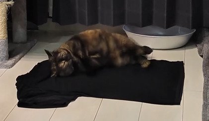 Tシャツに頬をつけるうにちゃん