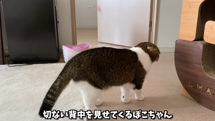 横から見た立っている猫