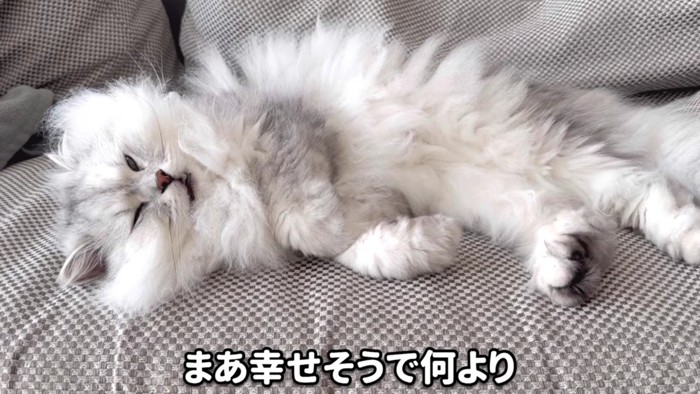 安心して眠るモルンさん 