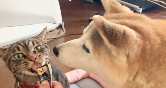 欲しそうに見つめる犬