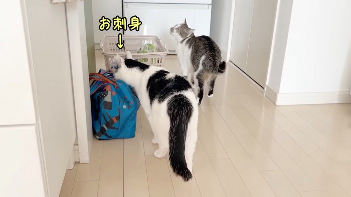 お刺し身を探す2匹