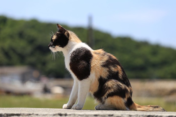 座って遠くを見る三毛猫