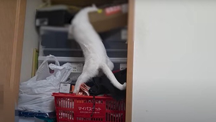 クローゼットの中に入る猫
