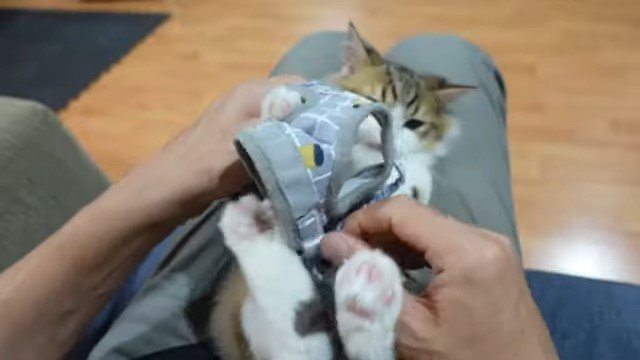 猫にハーネスを着せる人