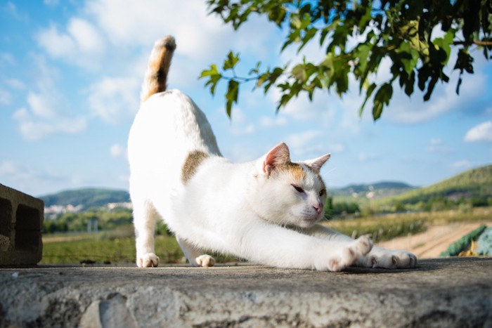 お尻を上げて伸びをする猫