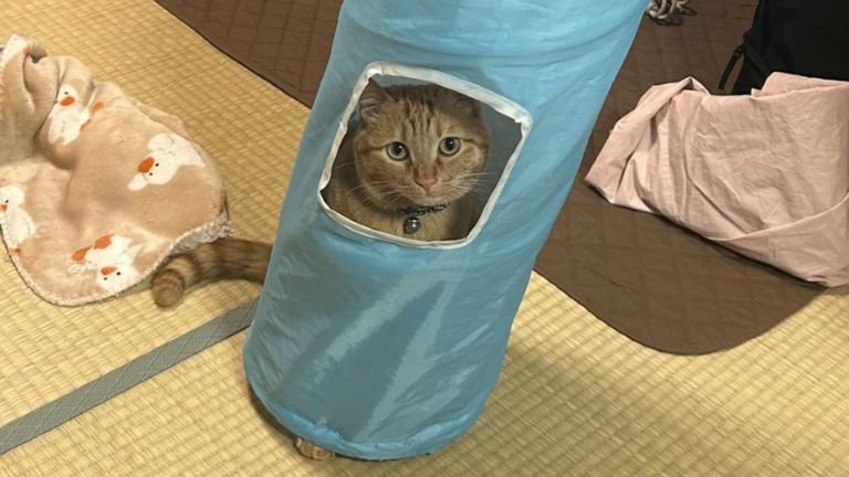 トンネルの中にいる猫
