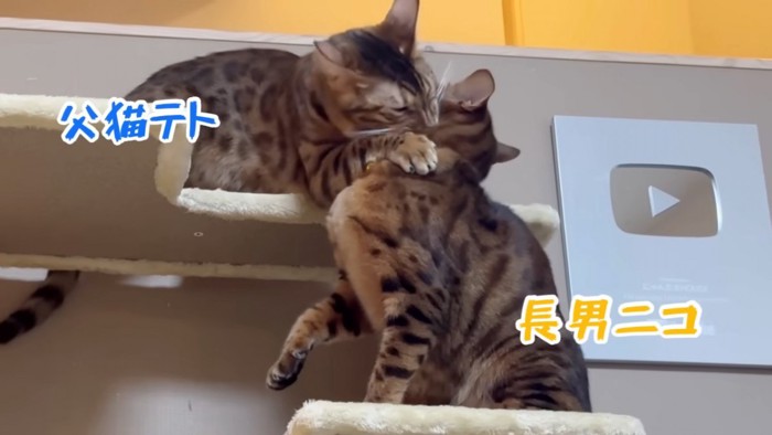 取っ組み合う2匹の猫