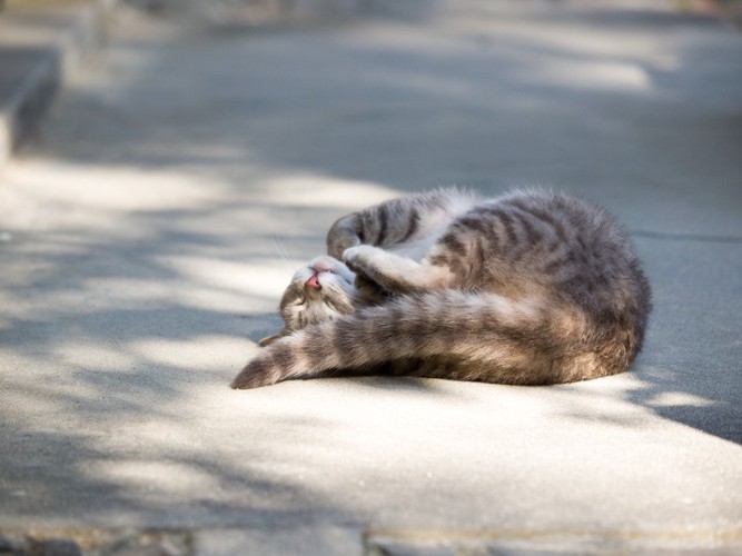 仰向けになる猫