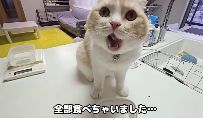 口を開ける猫