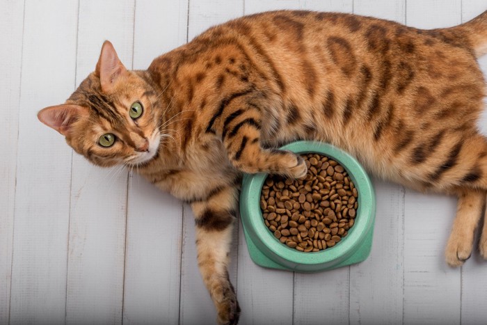 餌の隣に横たわる猫