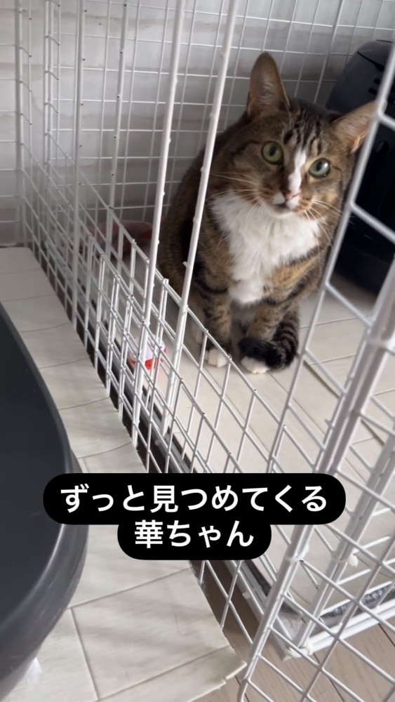 見つめる猫