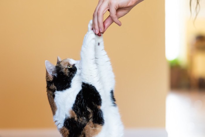 飼い主の手に両手でタッチする猫