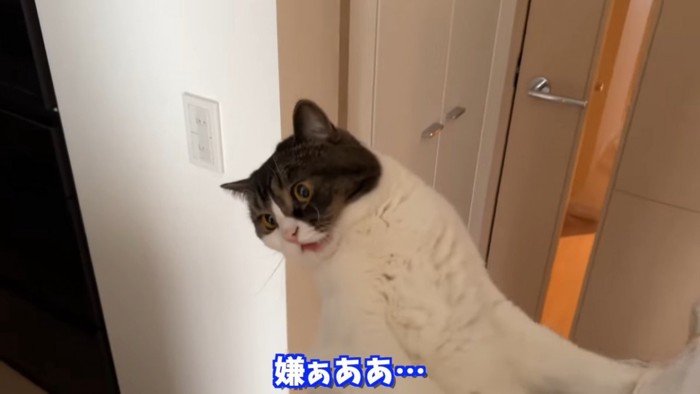 鳴く猫