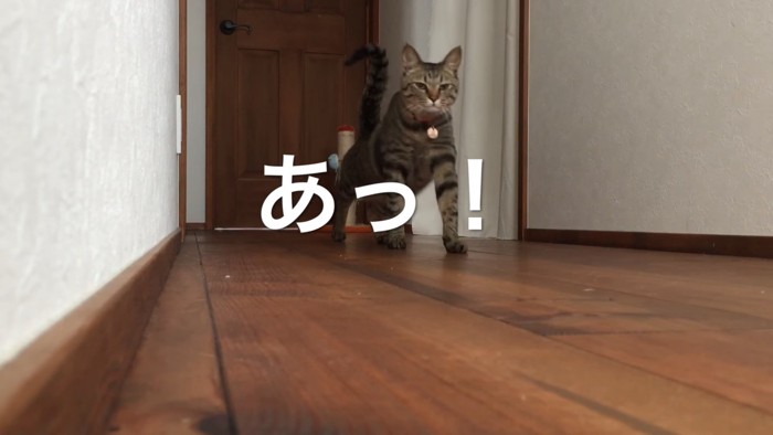 眠そうな猫