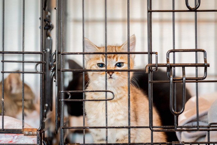 譲渡会中の子猫