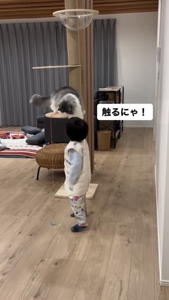 遊んでいる猫と子供