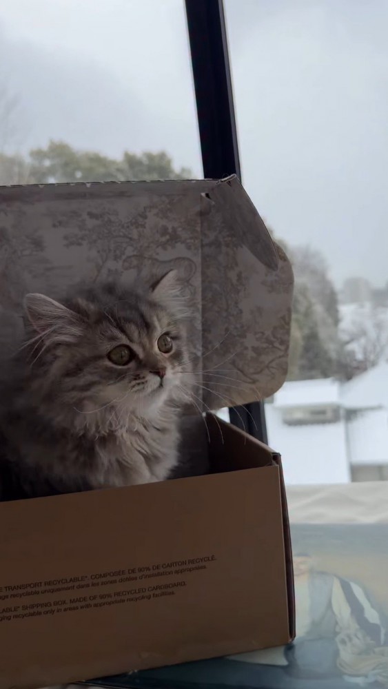 雪が降る日に窓際で遊ぶ猫