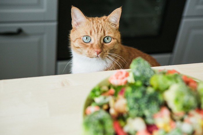 食べ物を前にする猫