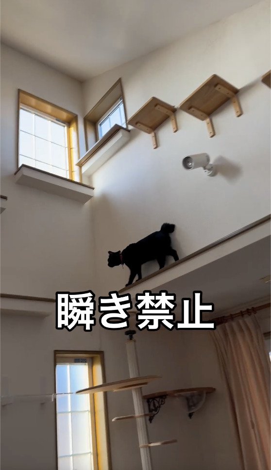 高い場所を歩く猫