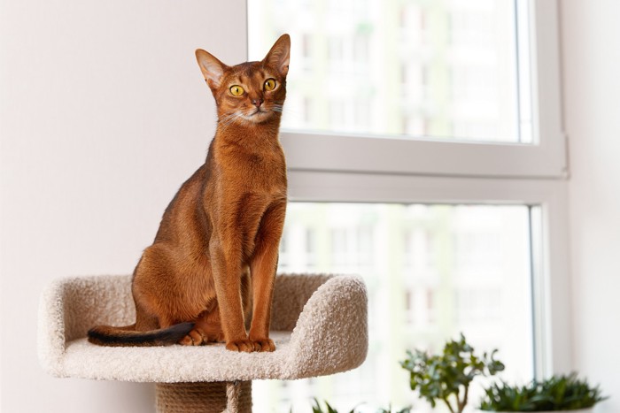 キャットタワーの上に座っているアビシニアン