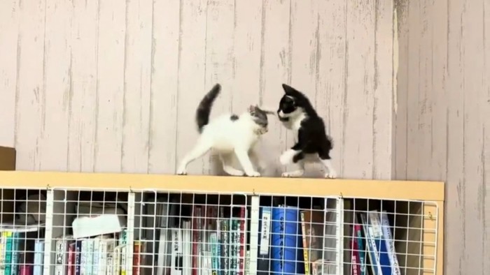 猫パンチする黒白猫