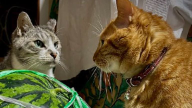 見つめあう猫