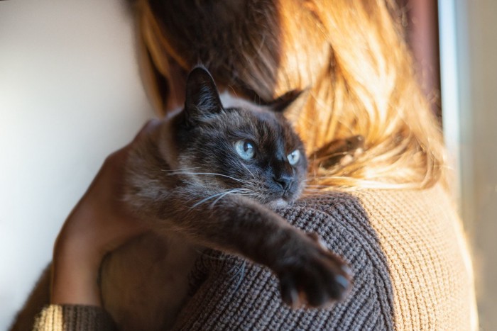 抱っこされているシャム猫