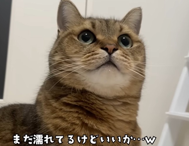 斜め上を見る猫（まだ濡れてるけどいいか…ｗ）