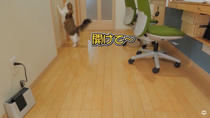 一生懸命飼い主さんを呼ぶこっちゃん