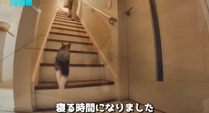 階段を上る猫