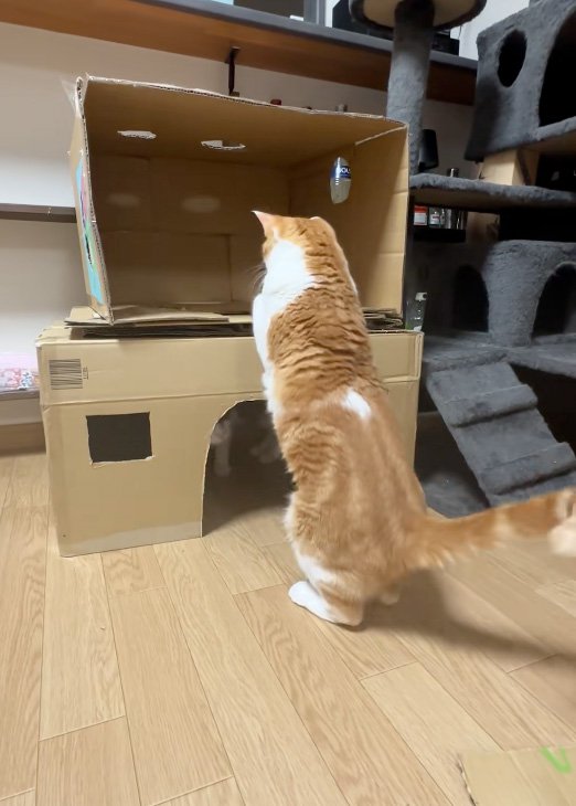 足をかける猫