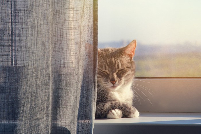 カーテンの裏で日向ぼっこする猫