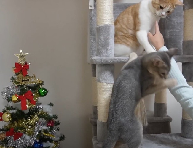 クリスマスツリーと猫パンチ