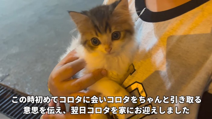 抱っこされる子猫