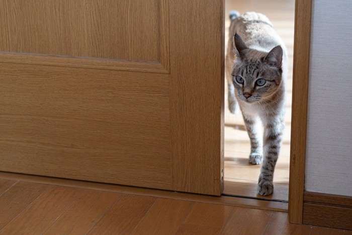 ドアの隙間から入ってくる猫