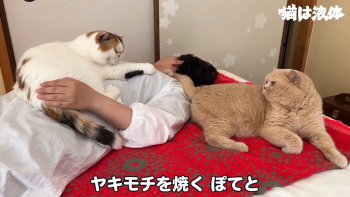 見つめ合う2匹の猫