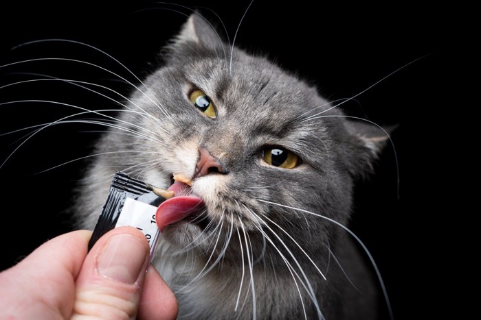 おやつを食べる猫