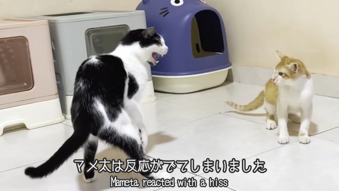 テロップ「マメ太は反応が~」