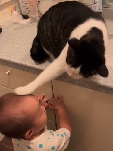 赤ちゃんの頭に猫パンチする猫