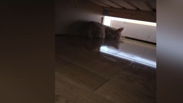 保護されて眠っている猫