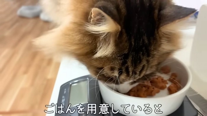 ごはんを食べる猫