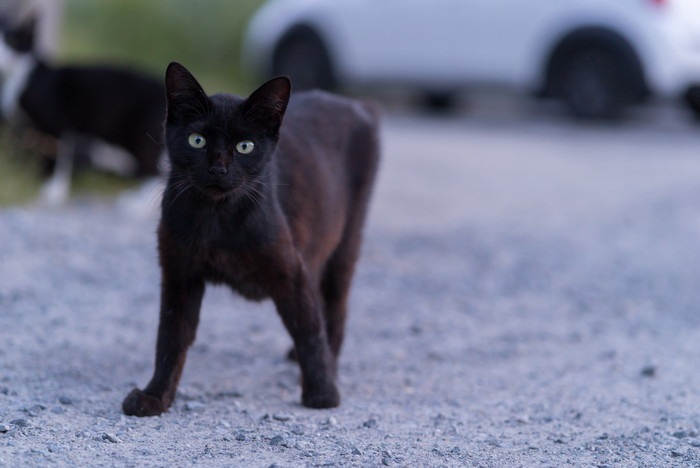 こちらを見つめる黒猫