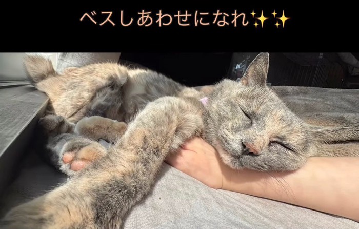 人の腕を枕にする猫