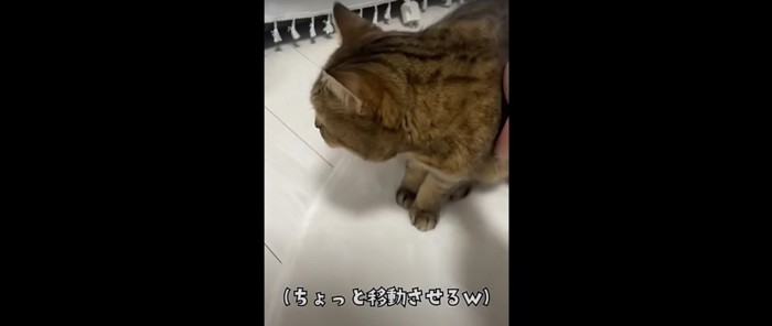 うつむいている猫