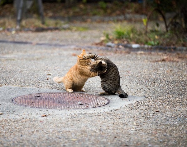 猫の喧嘩