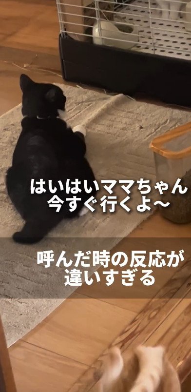 反応が早い猫